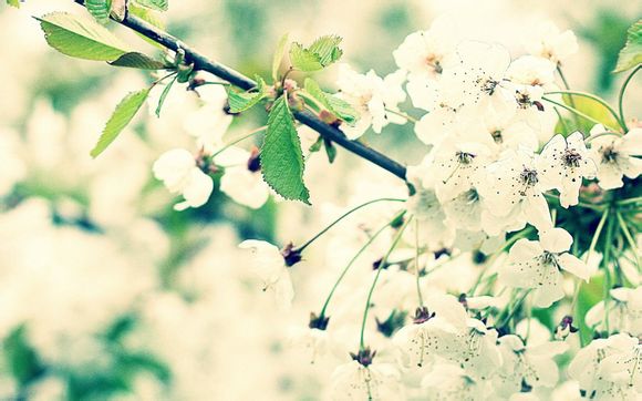 印度河在哪个国家境内